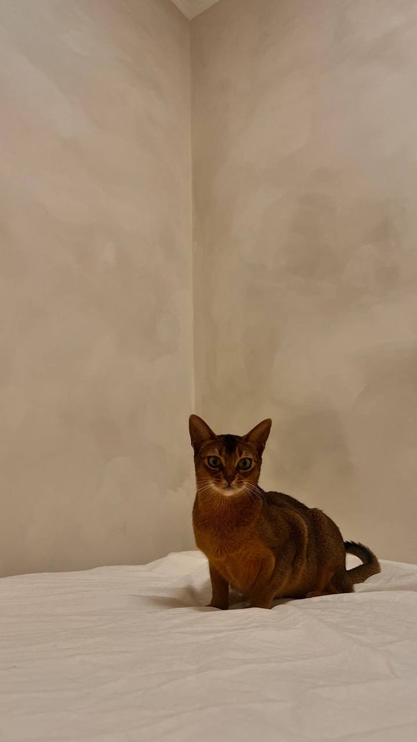 35. Smoke #194 + Olive Clay #192 – Limewash Inspiration