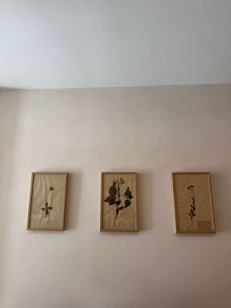 #246 Almond Chalk limewash paint on a wall – customer project, photo 5