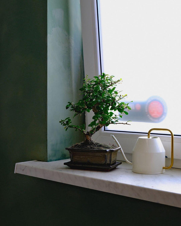 Gallery image 2