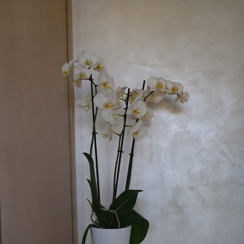 Velvetus decorative silk stucco in pale grey behind a white orchid