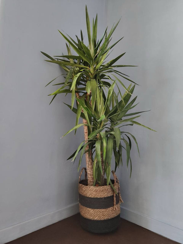 Gallery image 10